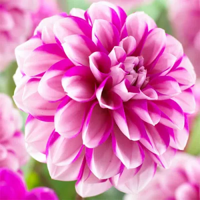 Георгина Priceless Pink фото