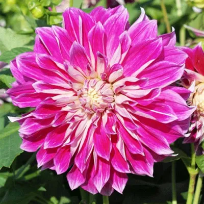 Георгина Purple Explosion фото