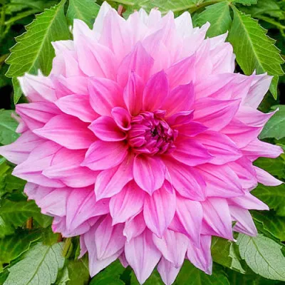 Георгина Rosella фото