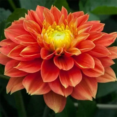 Георгина Sunset Tropical фото