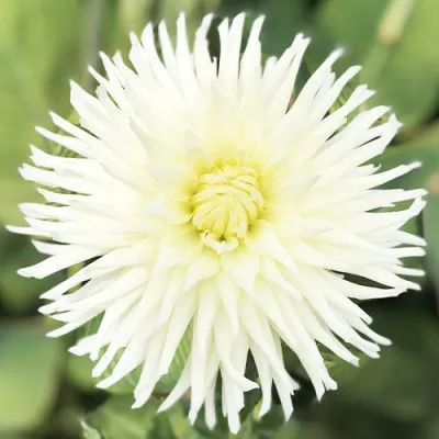 Георгина White Star фото