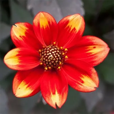 Георгина Dahlegria Bicolor фото