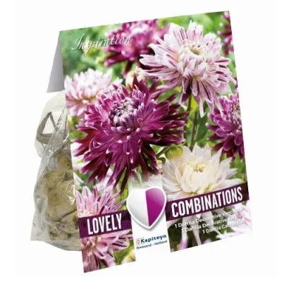 Георгина декоративная Violet and White (Брендовые луковицы KAPITEYN®) фото