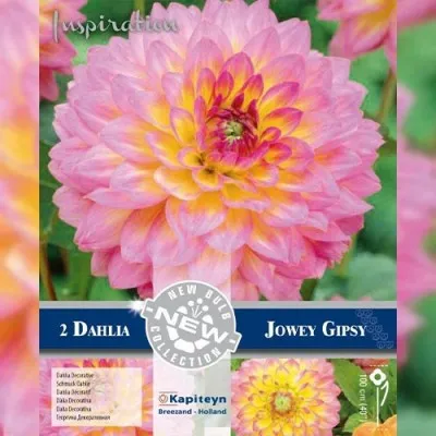 Георгина Jowey Gipsy (Брендовые луковицы KAPITEYN®) фото