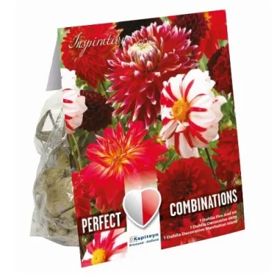 Георгина Red & White Shades (Брендовые луковицы KAPITEYN®) фото