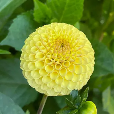 Георгина Buttercup фото