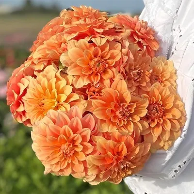 Георгина Garden Jubilee фото