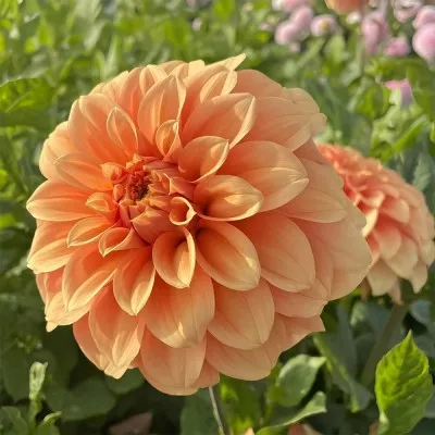 Георгина Garden Jubilee фото