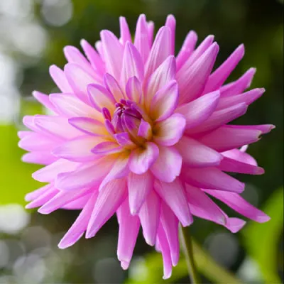Георгина Karma Pink Corona фото