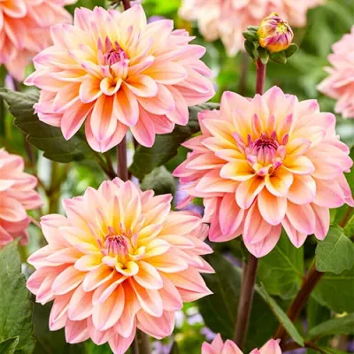 Георгина Mondriaan фото