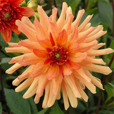 Георгина Orange Pygmy фото