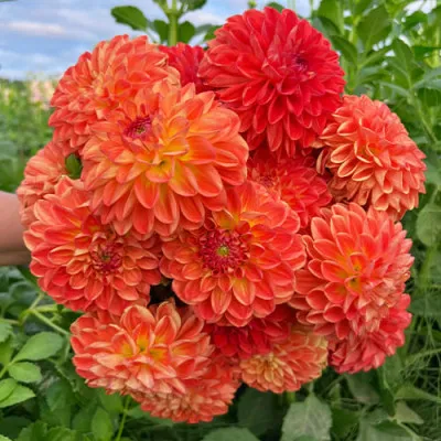 Георгина Orange Symphony фото
