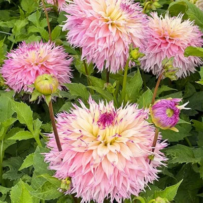 Георгина Pineland Princess фото