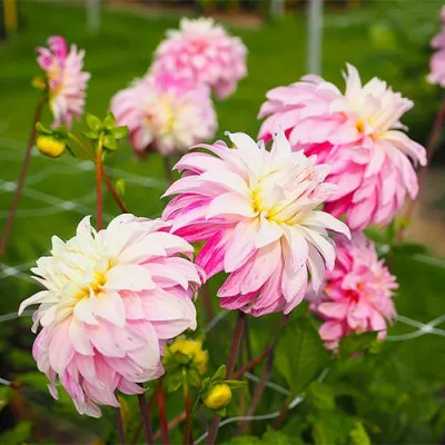 Георгина Pink Petticoat фото