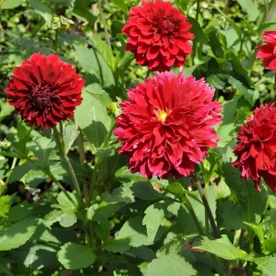 Георгина Red Fubuki фото