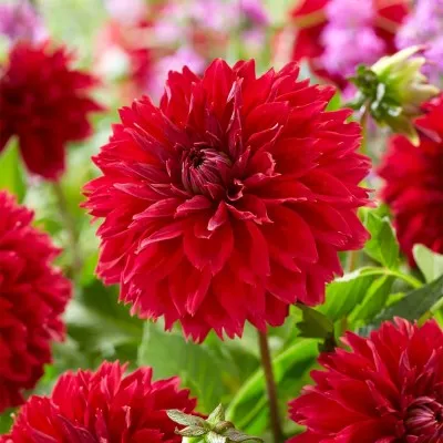 Георгина Red Fubuki фото