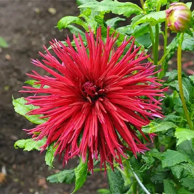 Георгина Urchin фото