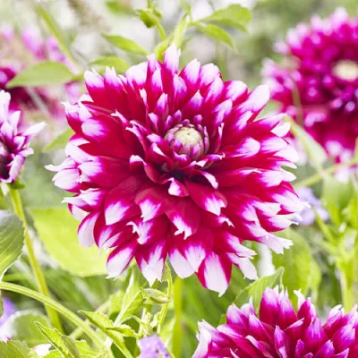 Георгина Verdi фото