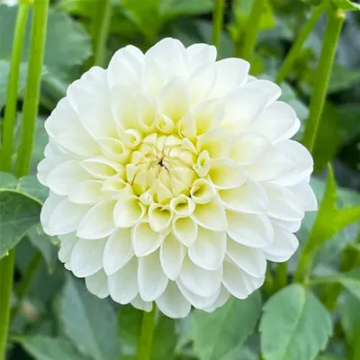 Георгина White Aster фото