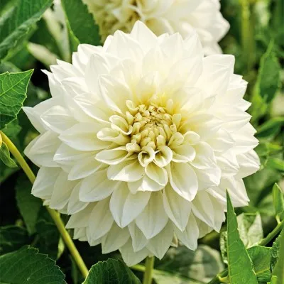 Георгина White Perfection фото