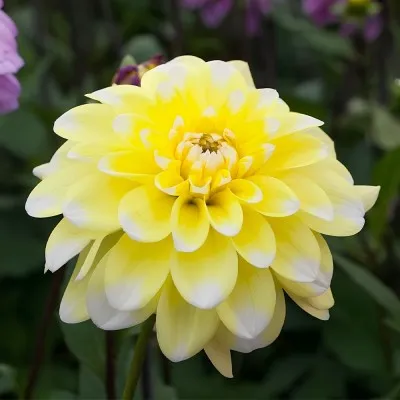 Георгина Yellow Perception фото
