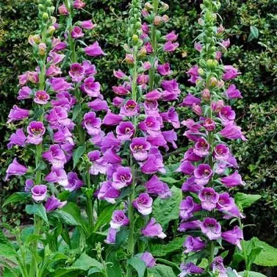 Дигиталис Dalmatian Purple фото