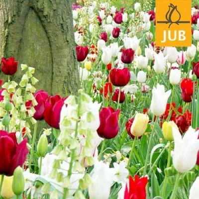 Микс ландшафтный Daring Display (Брендовые луковицы Jub Holland) фото