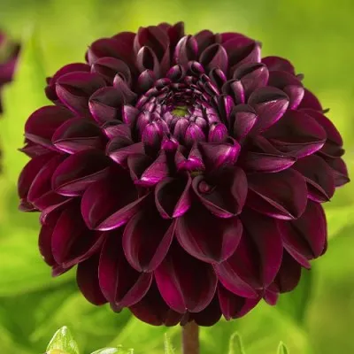 Георгина Dark Spirit фото