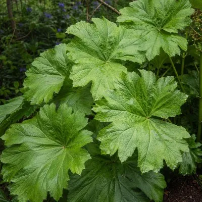 Дармера Peltata фото