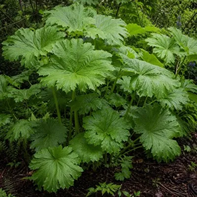 Дармера Peltata фото