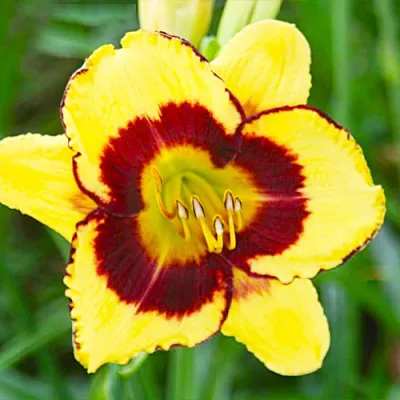 Лилейник Calico Jack фото