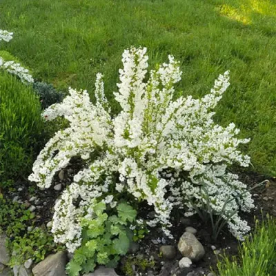 Дейция Gracilis фото