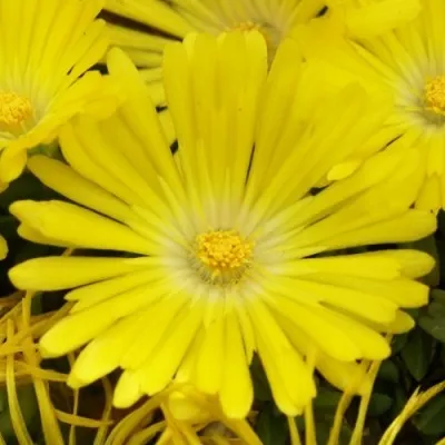 Делосперма Golden Nugget фото