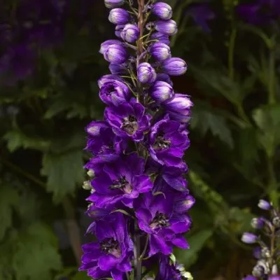 Дельфиниум Magic Fountain Dark Blue Black Bee фото