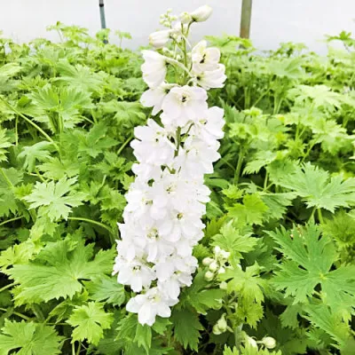 Дельфиниум Magic Fountains Pure White фото