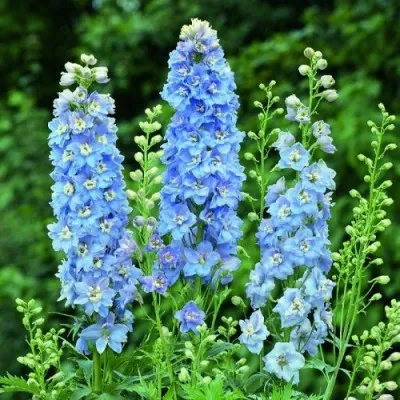 Дельфиниум Sky Blue White Bee фото