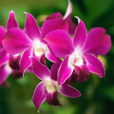 Дендробиум Фаленопсис (Phalaenopsis) фото