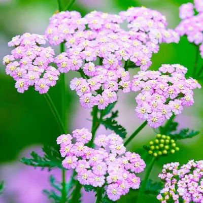 Тысячелистник Lilac Beauty фото
