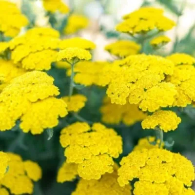 Тысячелистник Little Moonshine фото