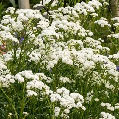Тысячелистник Perry's White фото