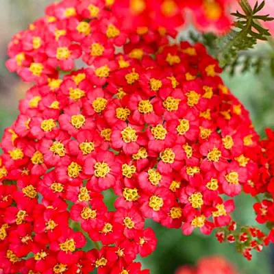 Тысячелистник Paprika фото