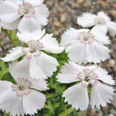 Гвоздика Alpinus Albus фото
