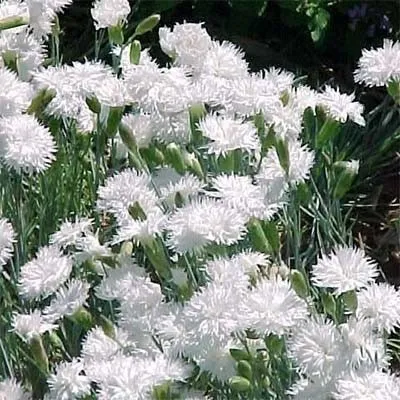 Гвоздика Plumarius Double White фото