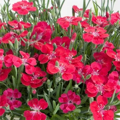 Гвоздика Red Pillow фото