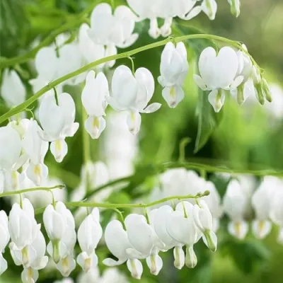 Дицентра Spectabilis Alba фото