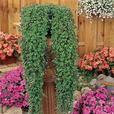 Дихондра Emerald Falls фото