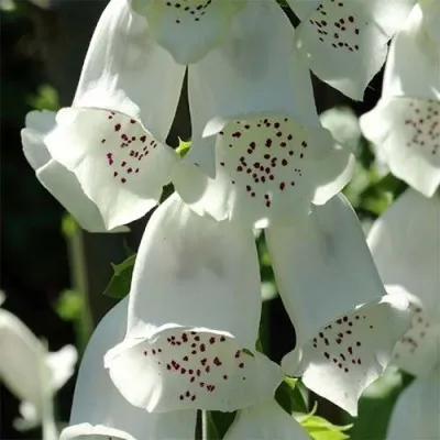 Дигиталис Purpurea Alba фото