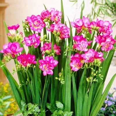 Фрезия Double Pink фото