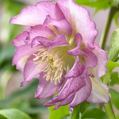 Морозник Double Ellen Pink фото