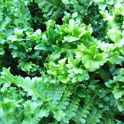 Дриоптерис Crispa Cristata фото